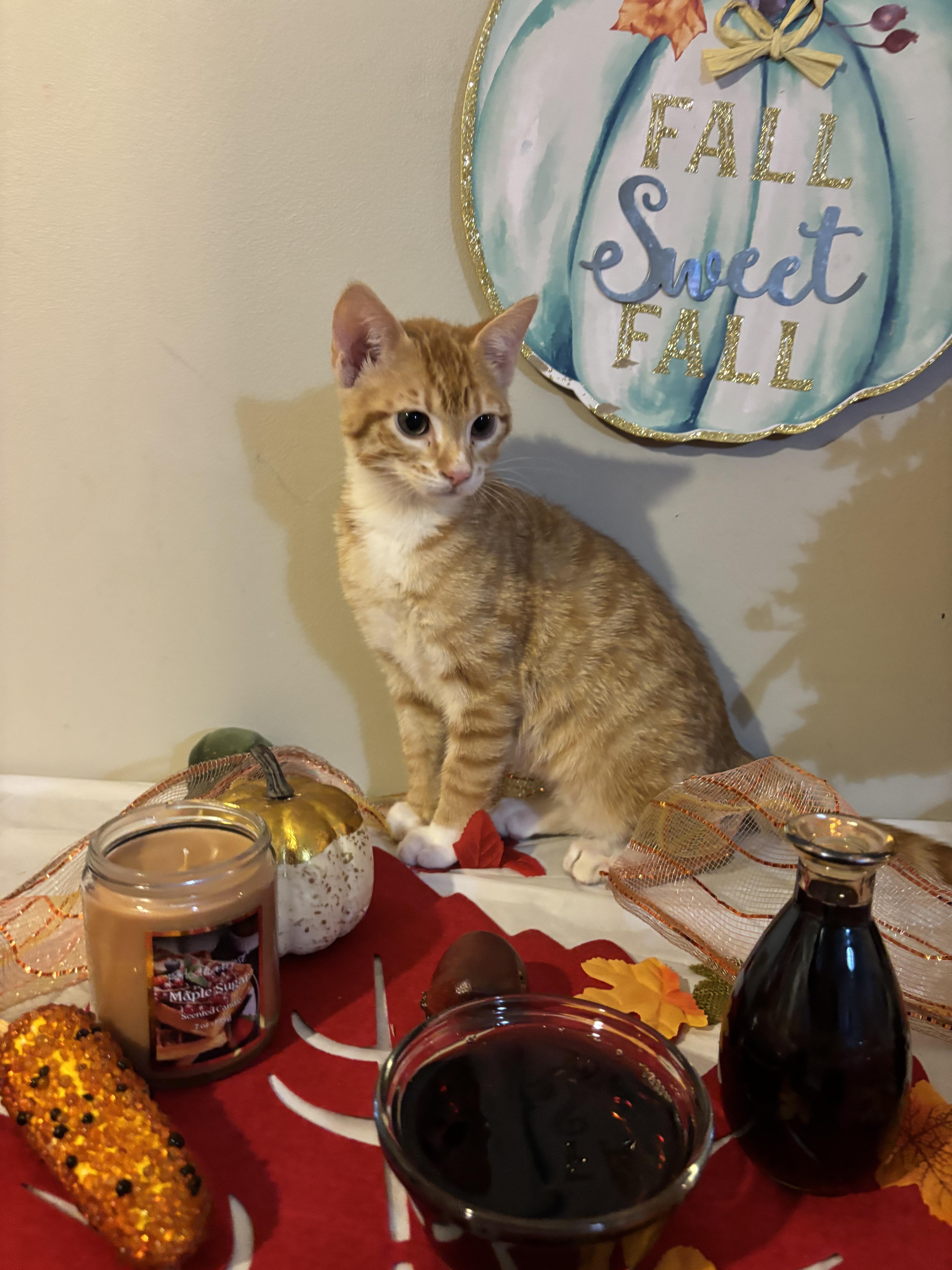 Enlarge Maple, a Adoptable mixed breed in Concord, NC image 5/5