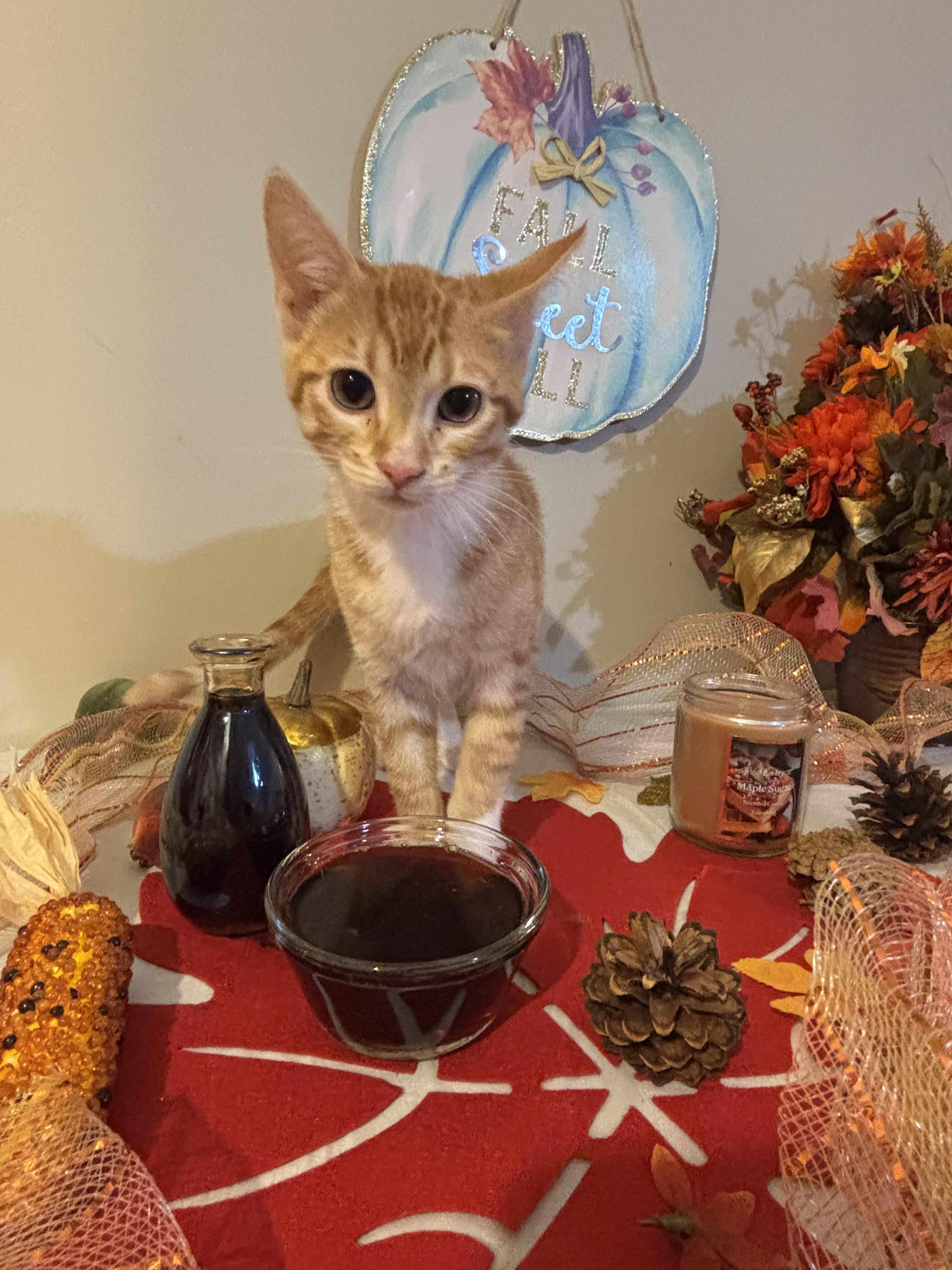 Enlarge Maple, a Adoptable mixed breed in Concord, NC image 1/5