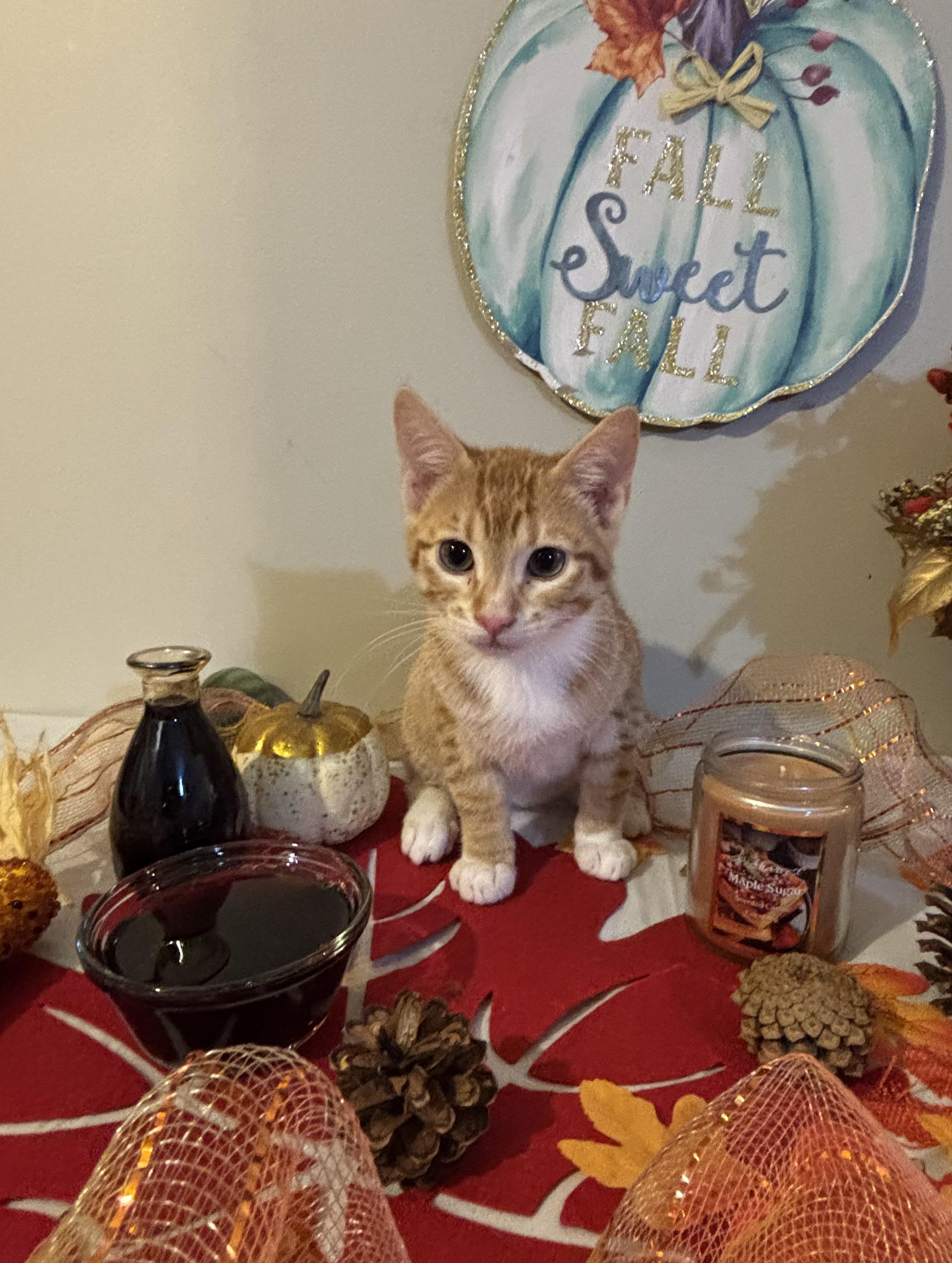 Enlarge Maple, a Adoptable mixed breed in Concord, NC image 4/5