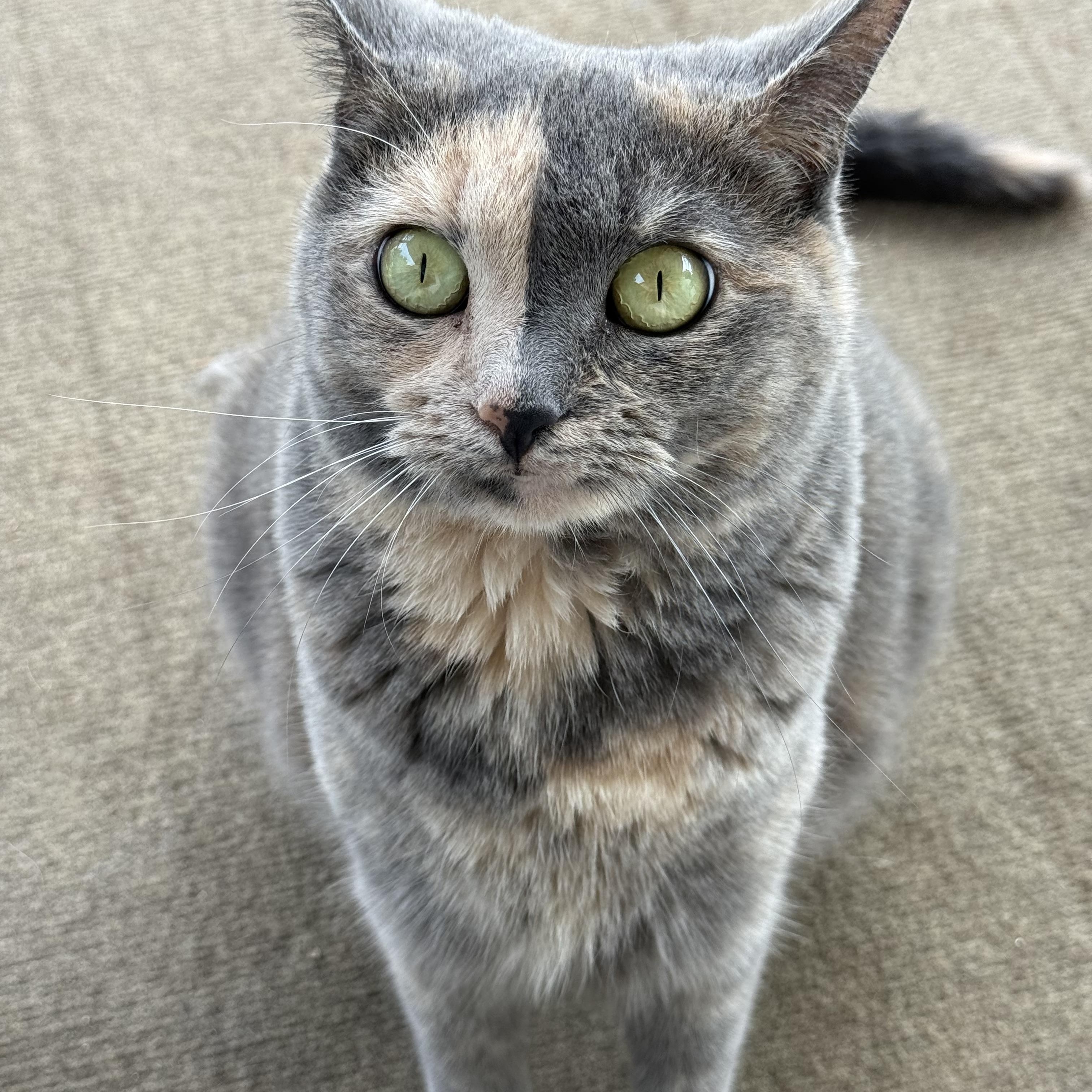 Enlarge Neka, a ADOPTABLE Domestic Short Hair in Avon, NY image 1/1