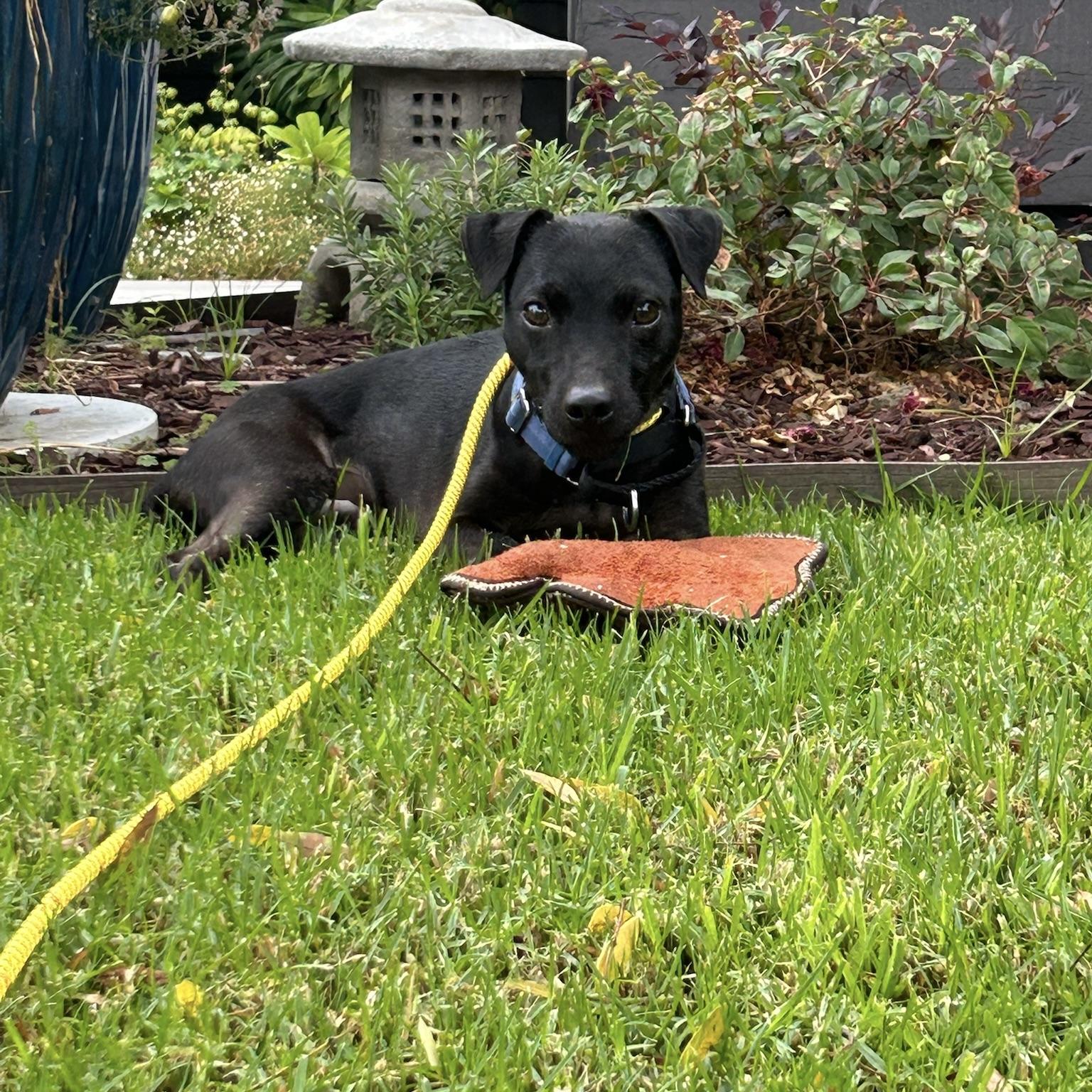 Enlarge Mackie, a Adopted Patterdale Terrier / Fell Terrier in Huntington Beach, CA image 3/6