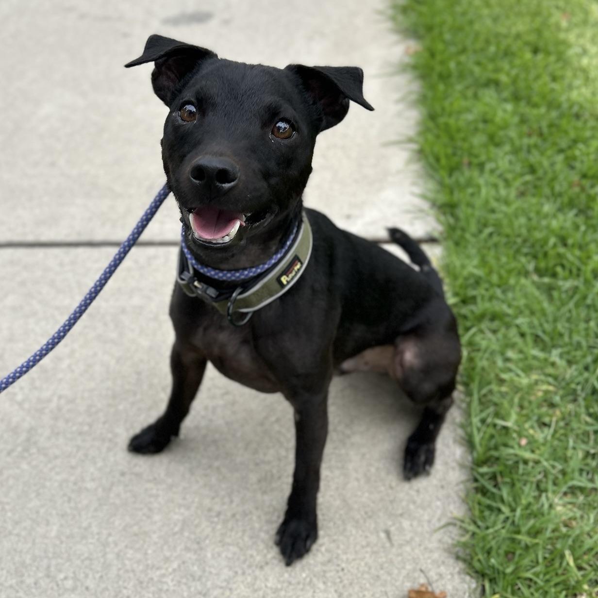 Enlarge Mackie, a Adopted Patterdale Terrier / Fell Terrier in Huntington Beach, CA image 6/6