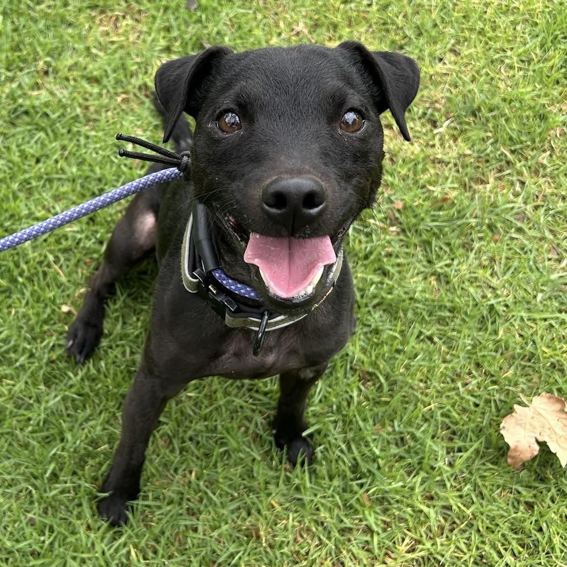 Enlarge Mackie, a Adopted Patterdale Terrier / Fell Terrier in Huntington Beach, CA image 4/6
