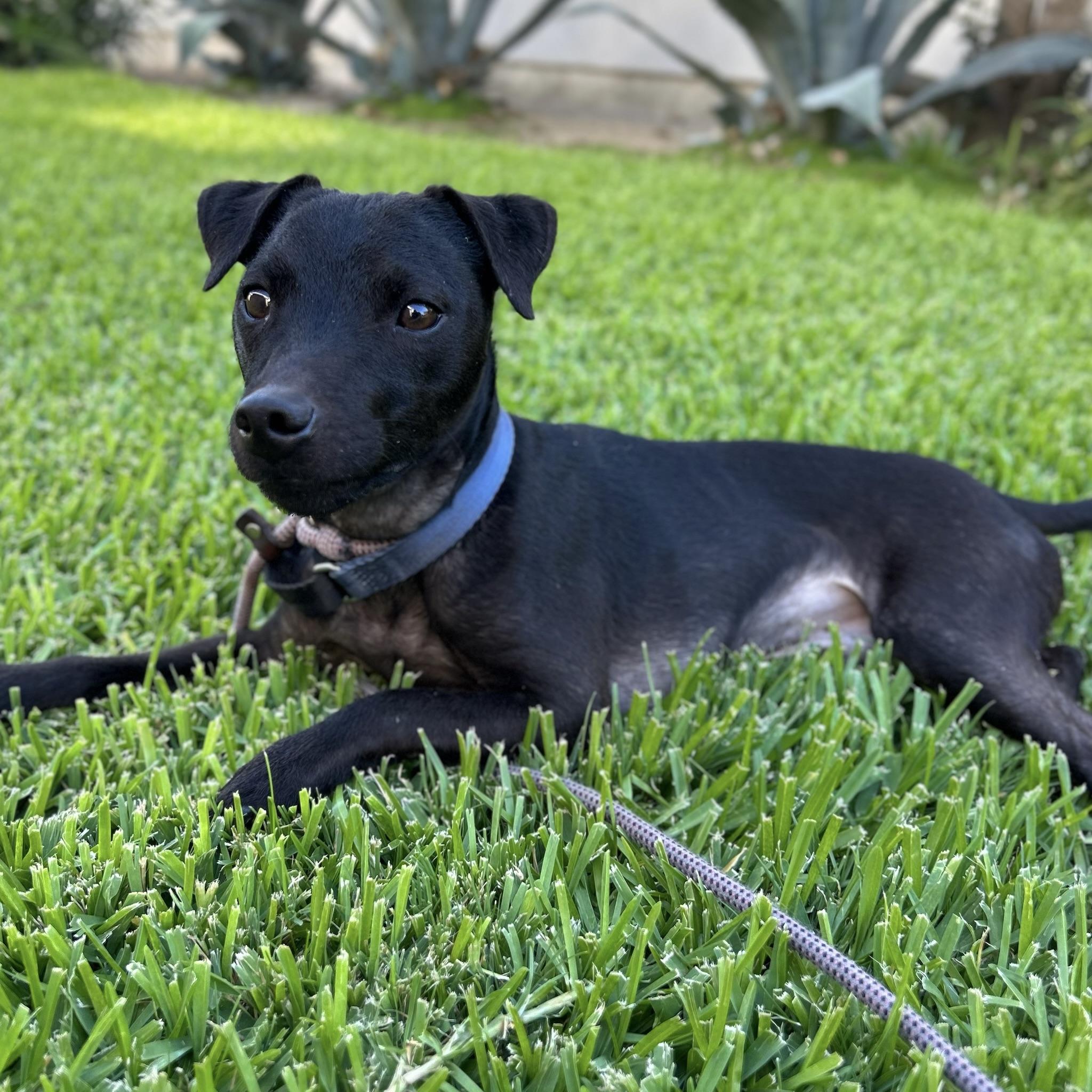 Mackie, Adopted, Young Male Patterdale Terrier / Fell Terrier.