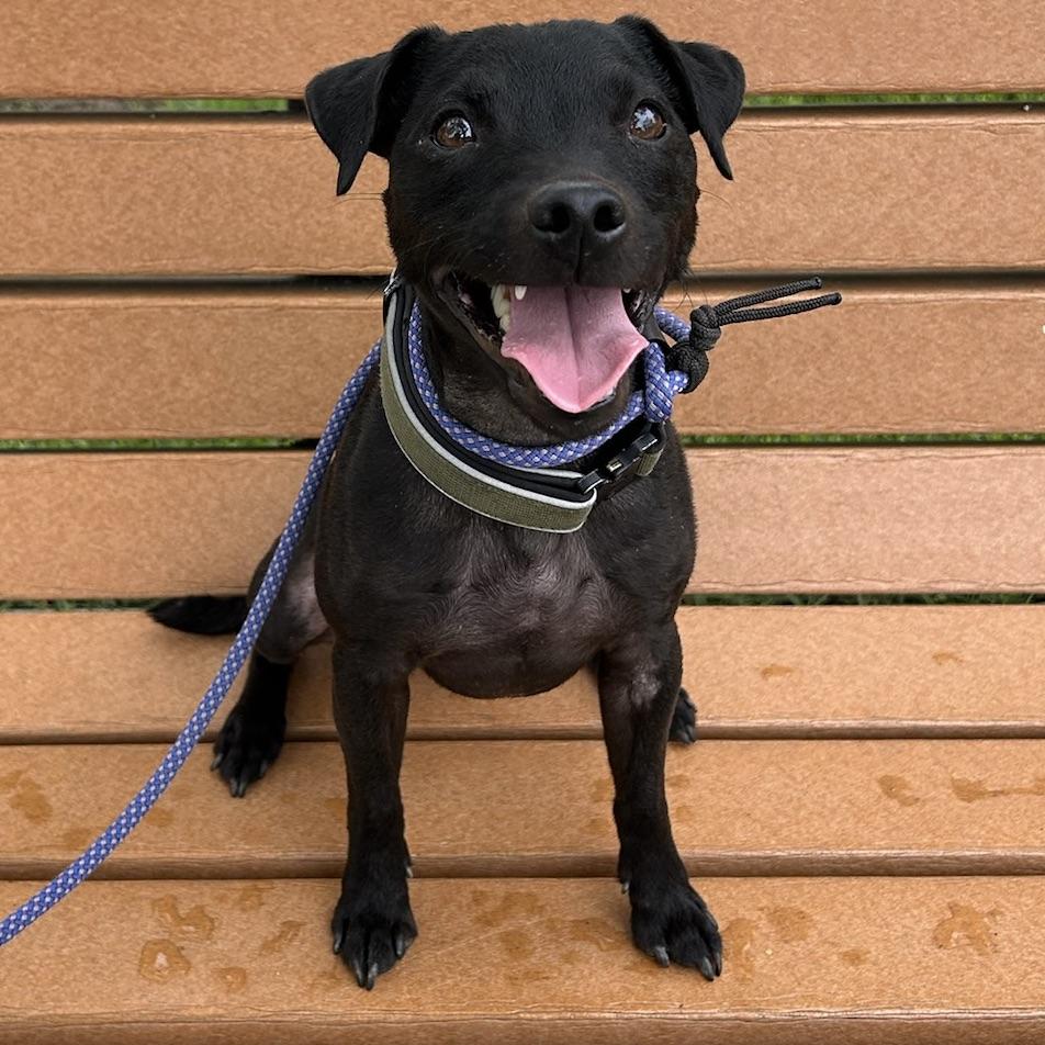 Enlarge Mackie, a Adopted Patterdale Terrier / Fell Terrier in Huntington Beach, CA image 2/6