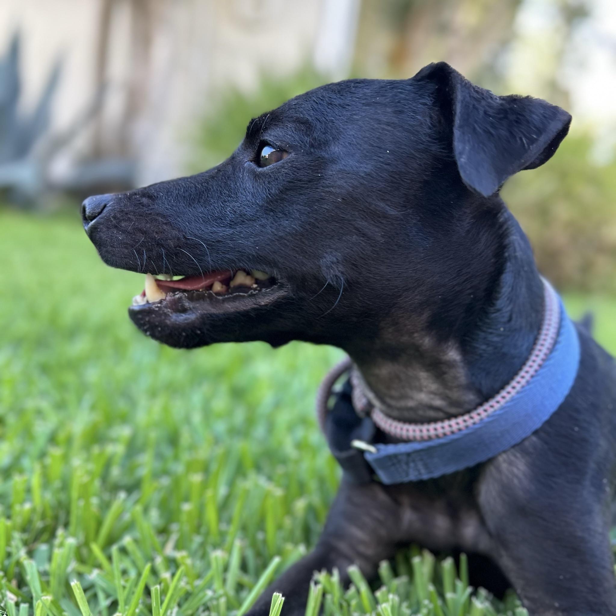 Enlarge Mackie, a Adopted Patterdale Terrier / Fell Terrier in Huntington Beach, CA image 5/6
