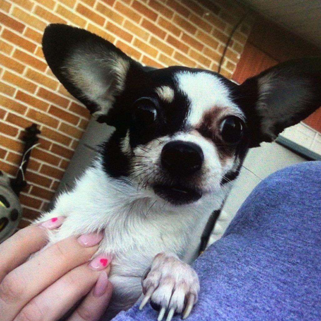 Peggy, Adoptable, Adult Female Chihuahua.