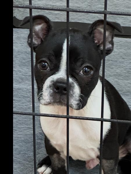 Augie, Adopted, Puppy Male Boston Terrier.