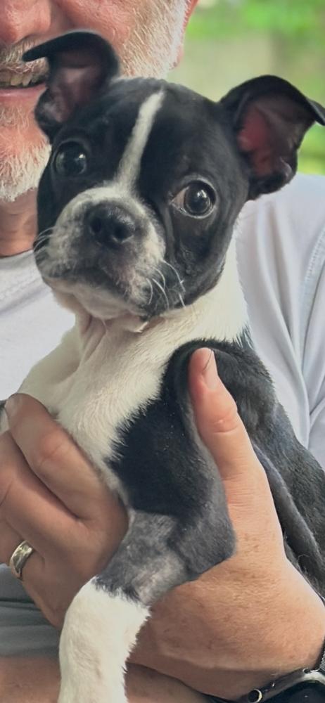 Enlarge Augie, a Adopted Boston Terrier in Jackson, TN image 2/2