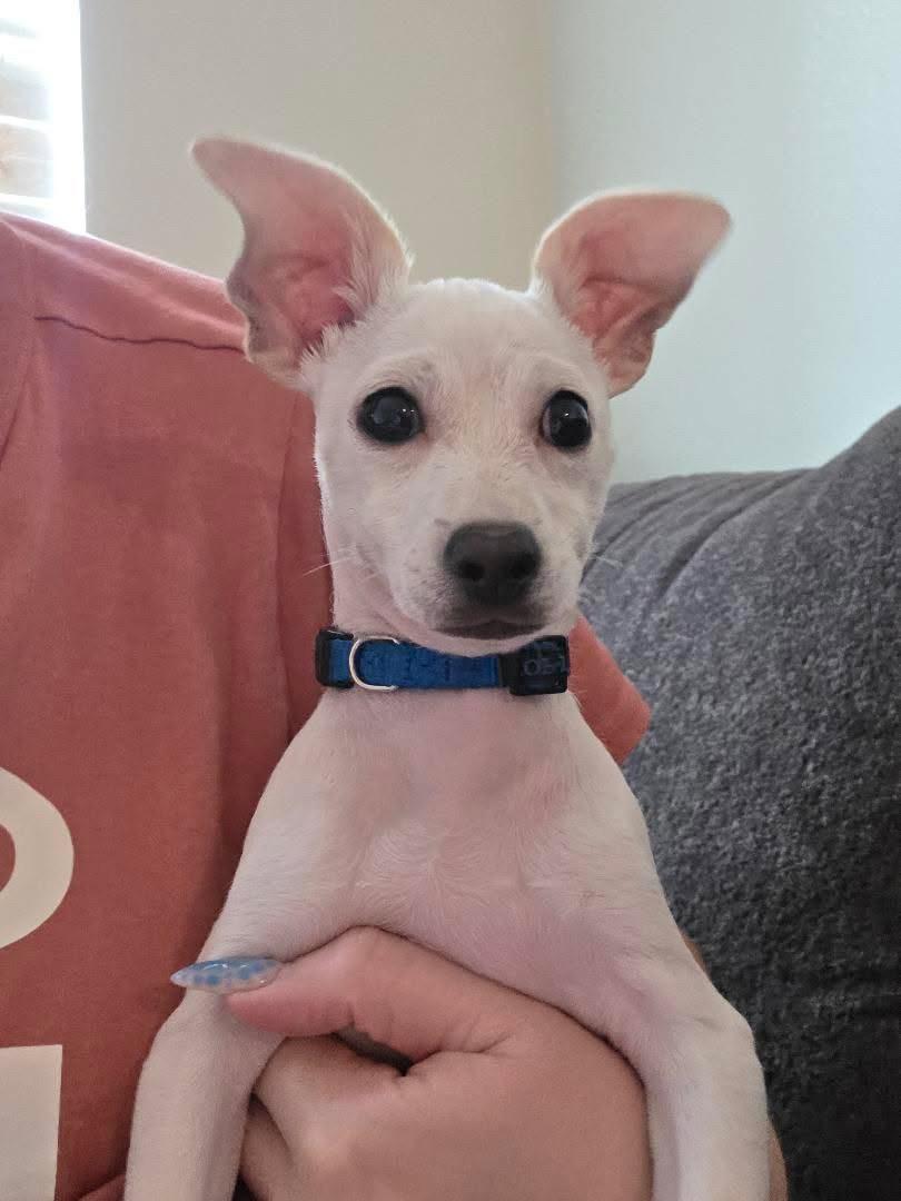 Luca, Adoptable, Puppy Male Chihuahua.