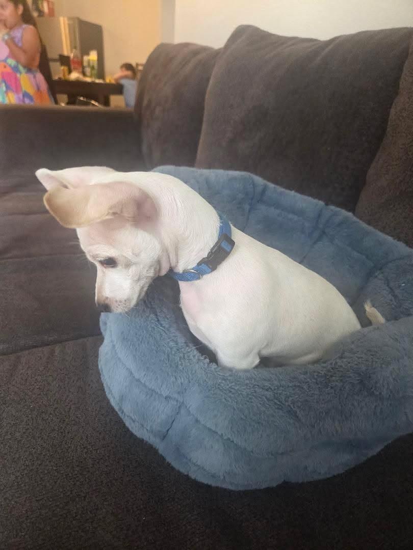 Enlarge Luca, a Adoptable Chihuahua in Redlands , CA image 3/3