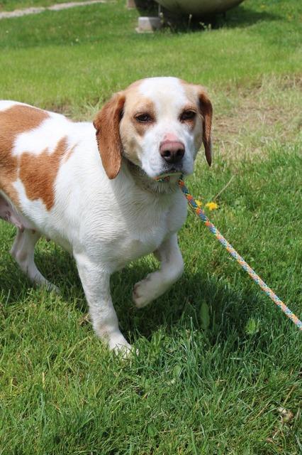 Enlarge Fen, an adopted Beagle in New Philadelphia, OH image 1/1