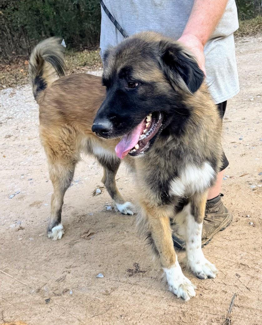 BEETHOVEN-Transport available to VT, CT, and PA