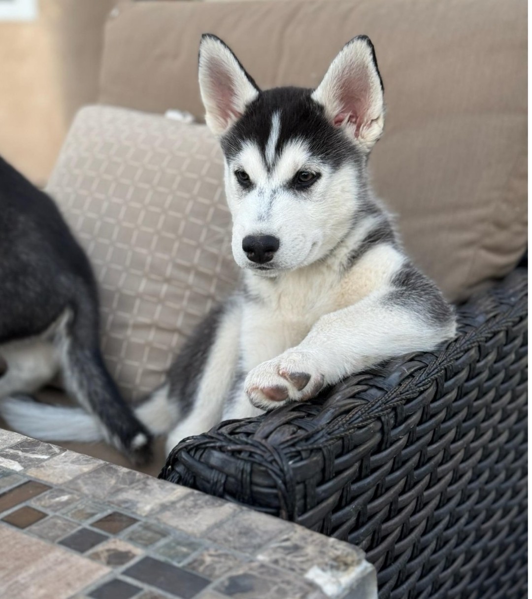Enlarge Brawnson, a Adopted Siberian Husky in Burney, CA image 1/1