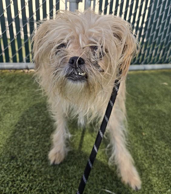 PEBBLES, Adoptable, Adult Female Brussels Griffon & Maltese.