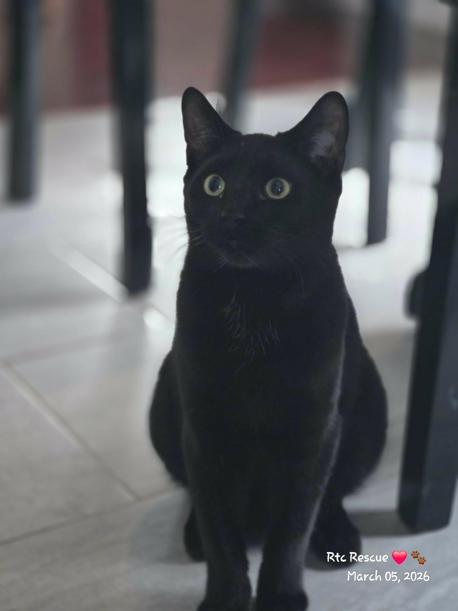 Enlarge Dusty, an adopted Domestic Short Hair in Shakespeare, ON image 3/6