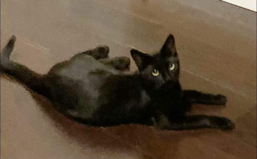 Enlarge Dusty, an adopted Domestic Short Hair in Shakespeare, ON image 4/6