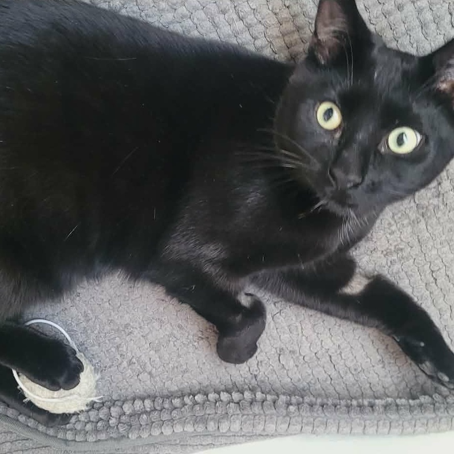 Dusty, adopted, Young Male Domestic Short Hair.