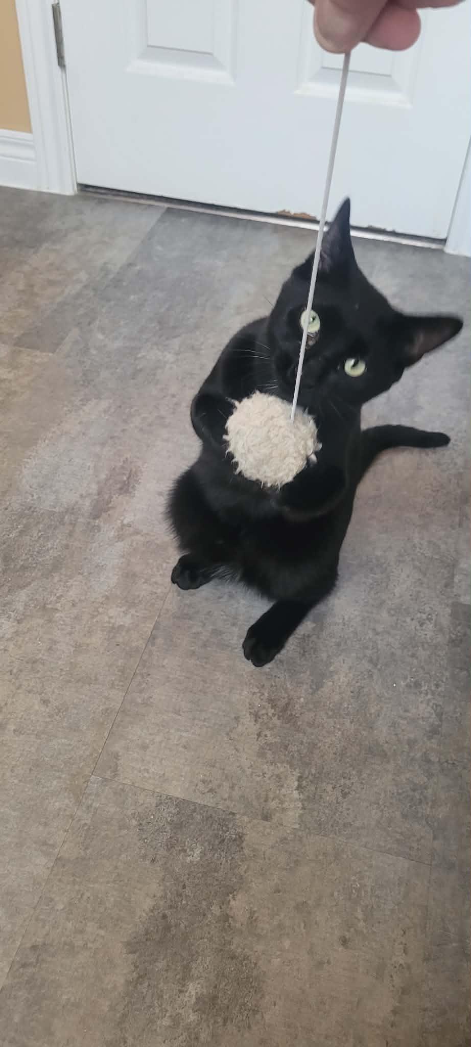 Enlarge Dusty, an adopted Domestic Short Hair in Shakespeare, ON image 6/6