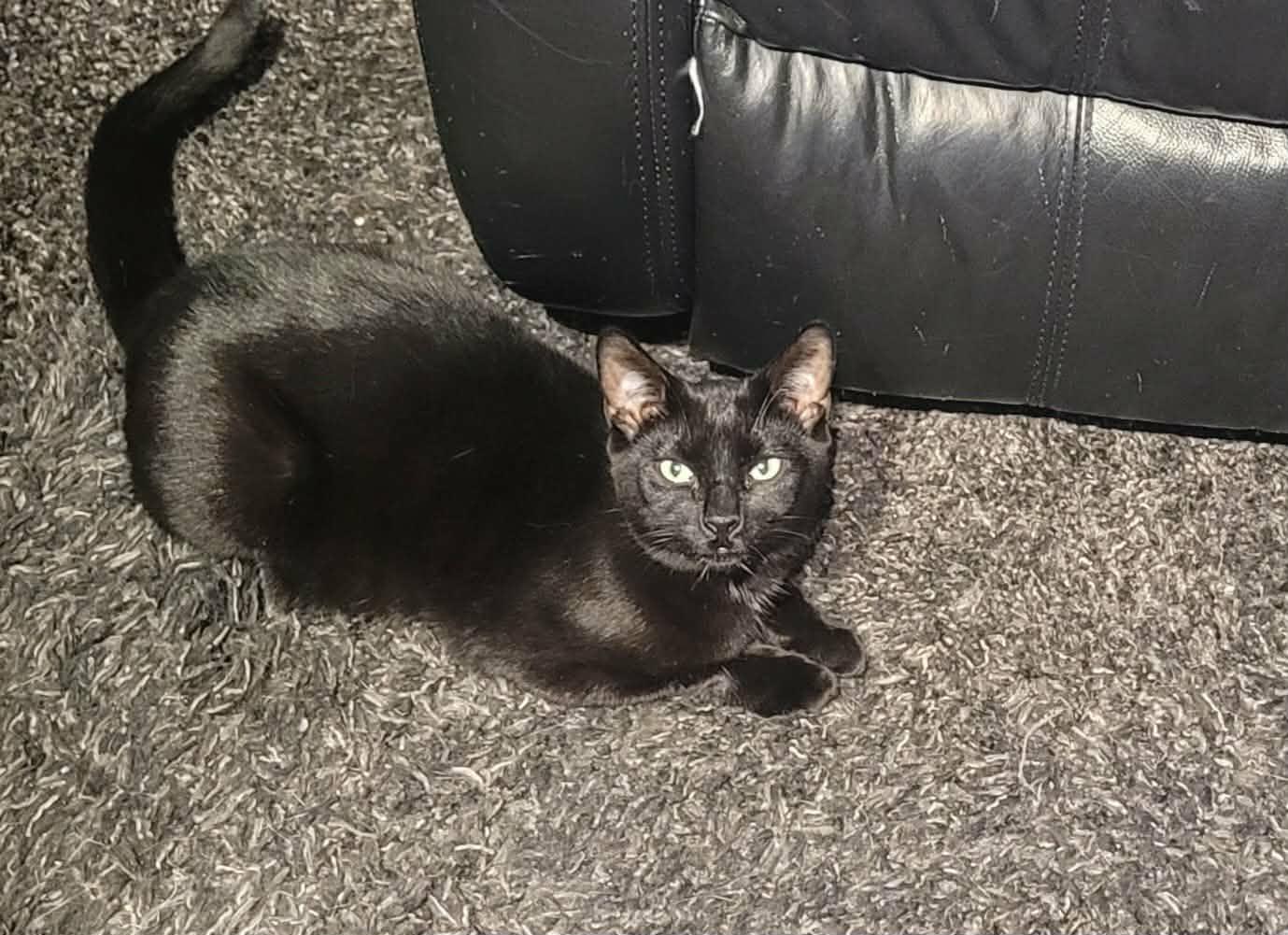 Enlarge Dusty, an adopted Domestic Short Hair in Shakespeare, ON image 2/6