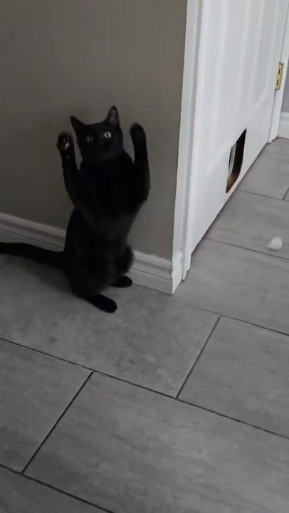 Enlarge Dusty, an adopted Domestic Short Hair in Shakespeare, ON video 5/6