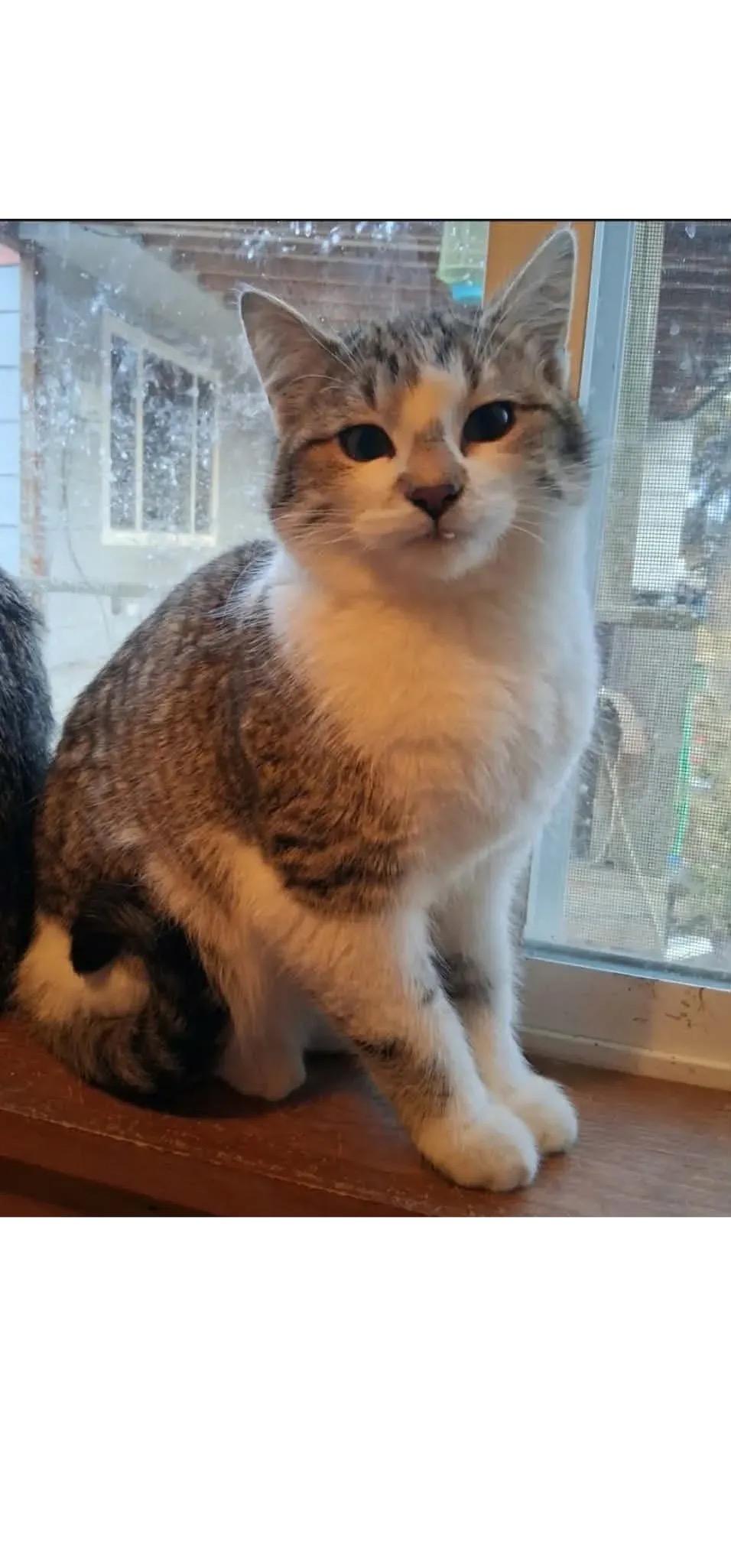 Enlarge Athena, an adopted Domestic Short Hair in Missoula, MT image 1/1