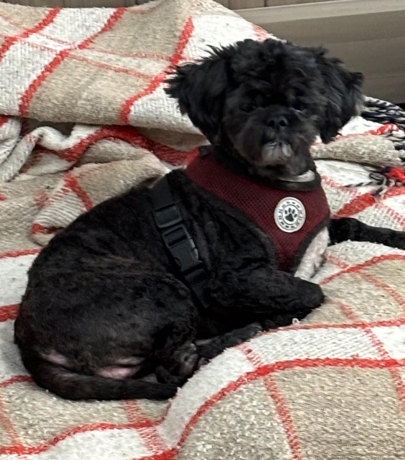 Enlarge Ruby, an adopted Shih Tzu in Thousand Oaks, CA image 1/3