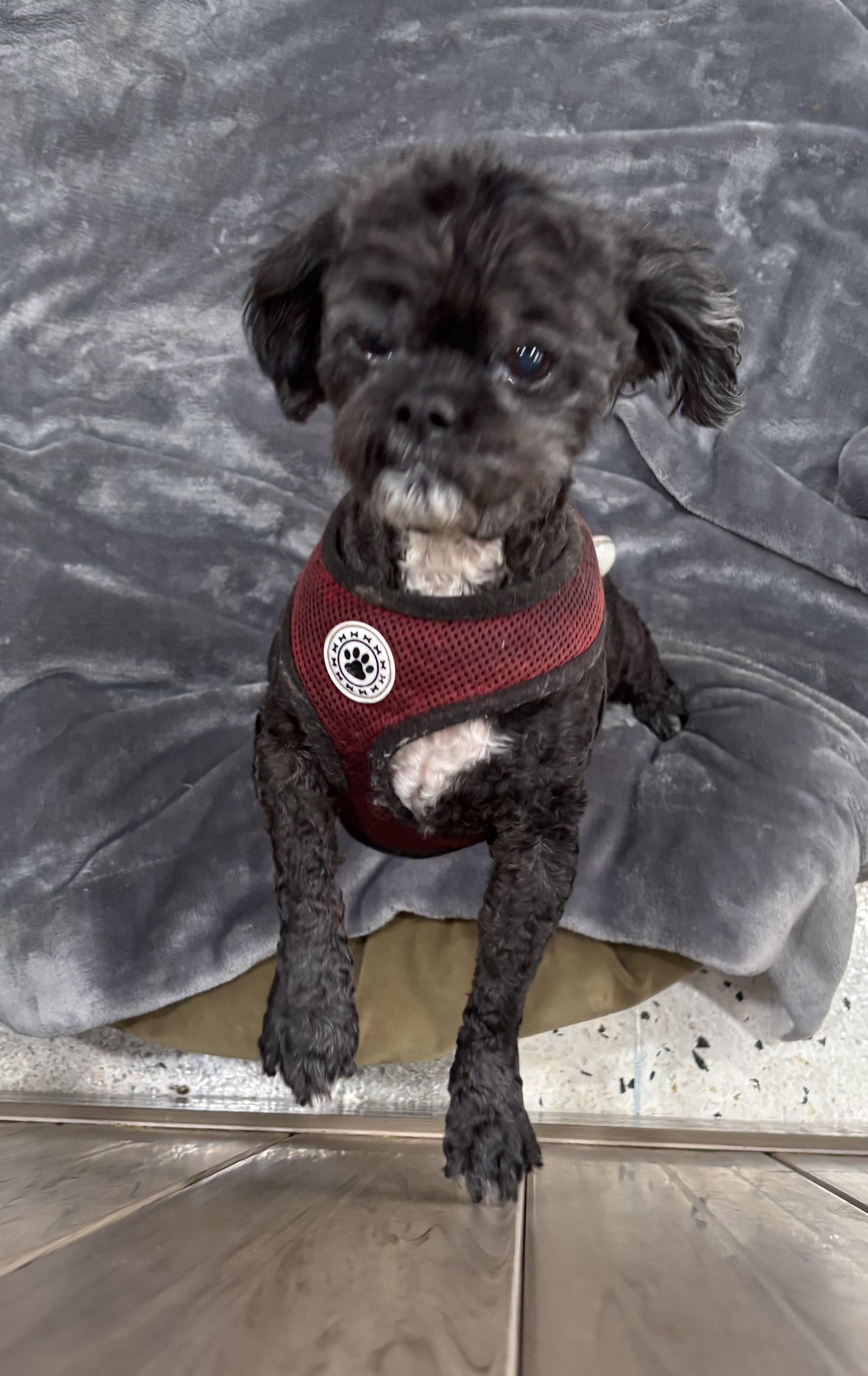Enlarge Ruby, an adopted Shih Tzu in Thousand Oaks, CA image 2/3