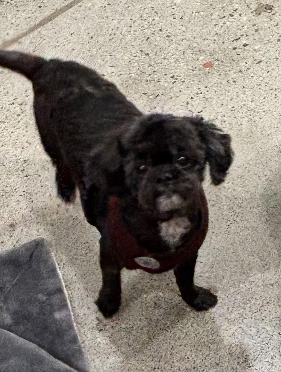 Enlarge Ruby, an adopted Shih Tzu in Thousand Oaks, CA image 3/3