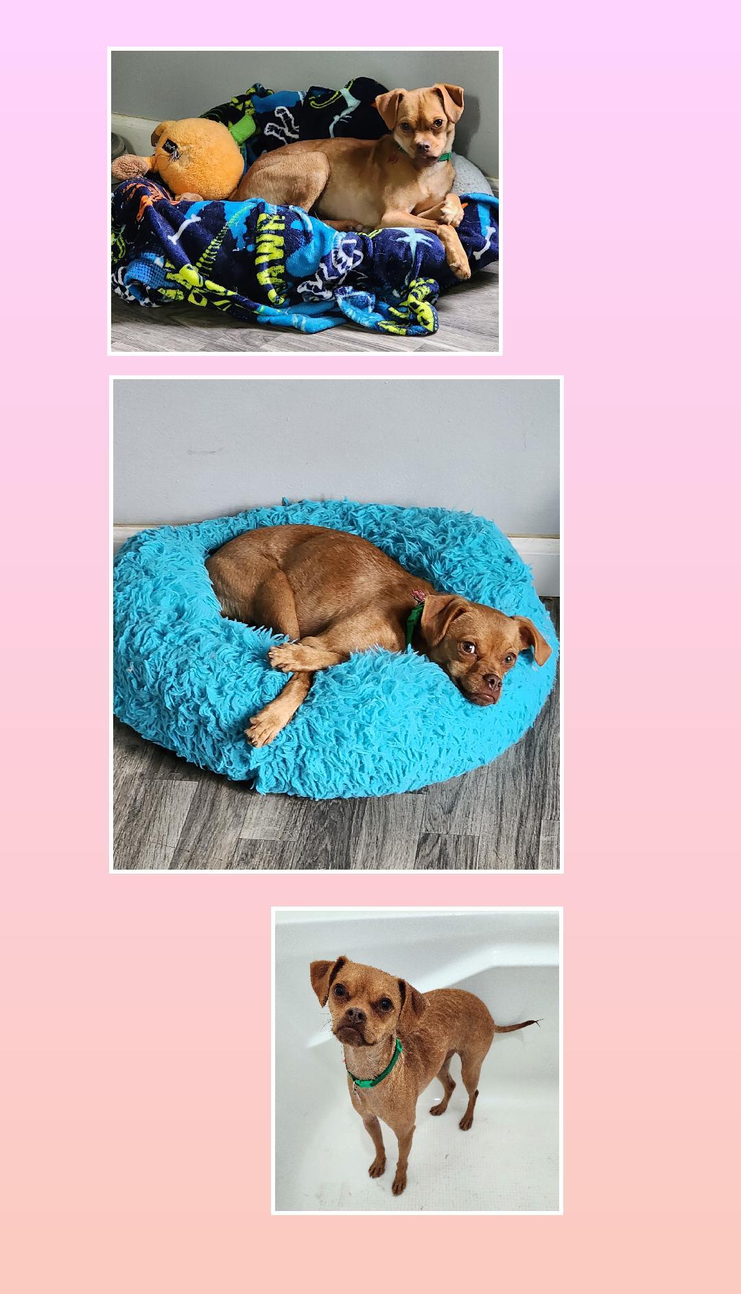 Enlarge Lucy, a Adoptable mixed breed in Lake Geneva, WI image 5/6