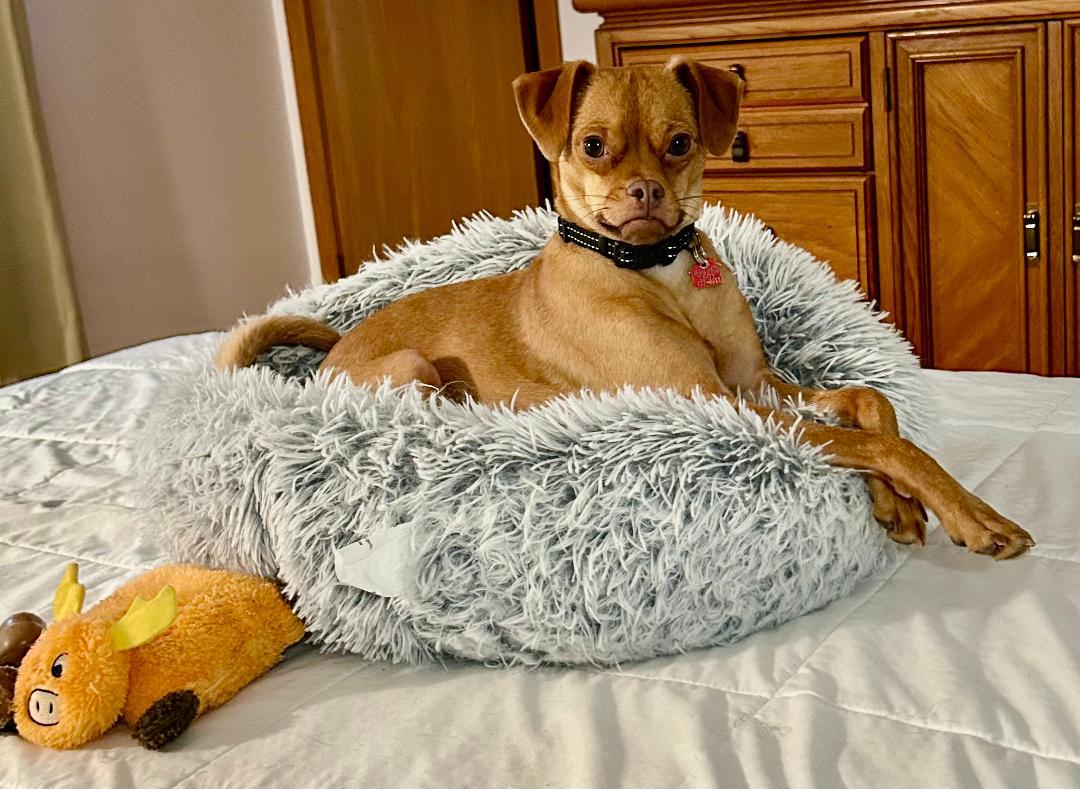 Enlarge Lucy, a Adoptable mixed breed in Lake Geneva, WI image 6/6