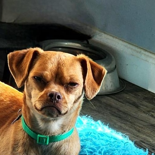 Enlarge Lucy, a Adoptable mixed breed in Lake Geneva, WI image 4/6