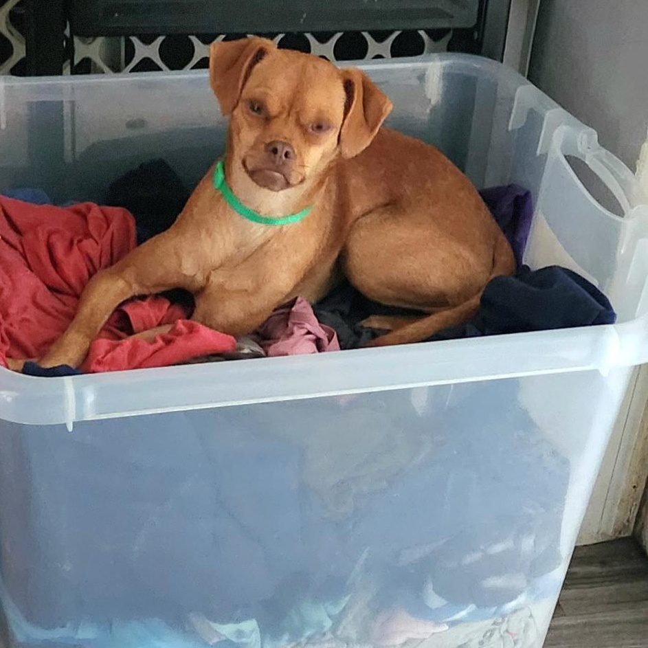 Lucy, Adoptable, Adult Female Puggle & Terrier.