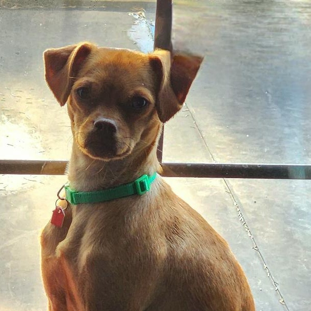 Enlarge Lucy, a Adoptable mixed breed in Lake Geneva, WI image 3/6
