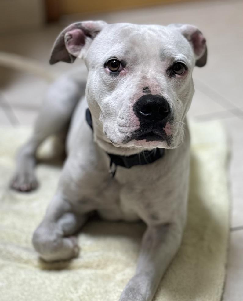 Enlarge Flurry, a Adoptable mixed breed in stuart, FL image 1/1