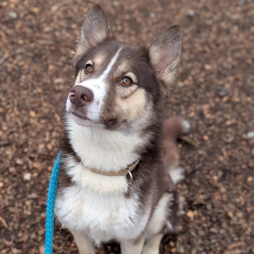 Summit - Half of my adoption fee has been sponsored by someone that loves me!, Adoptable, Young Male Husky.