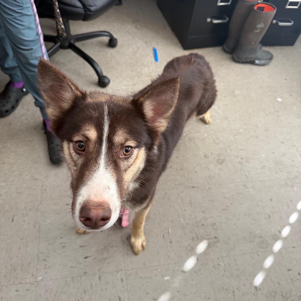 Enlarge Summit, a Adoptable Husky in Wappingers Falls, NY image 1/2