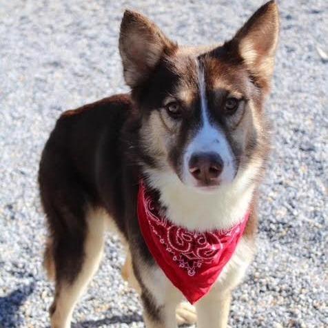 Enlarge Summit, a Adoptable Husky in Wappingers Falls, NY image 2/2