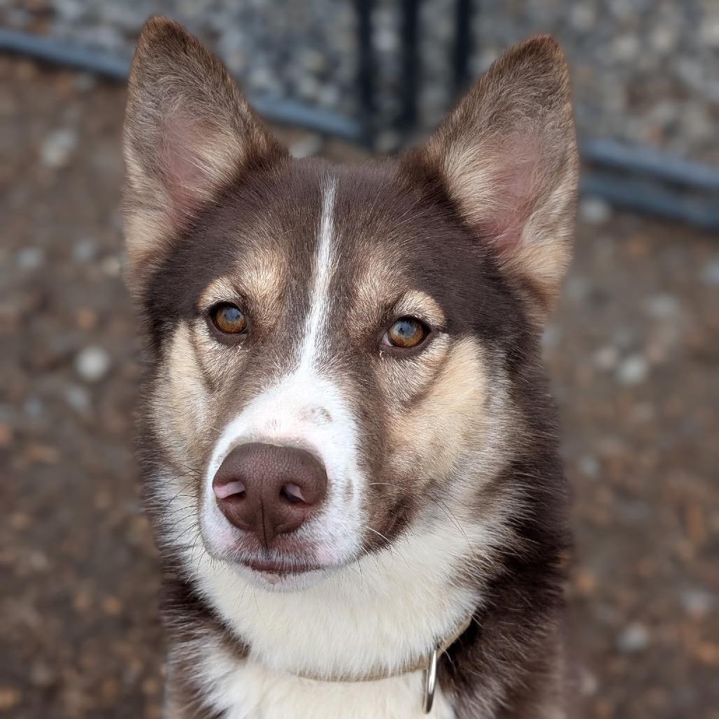 Summit - Half of my adoption fee has been sponsored by someone that loves me!, a Adoptable Husky in Wappingers Falls, NY image 3/3