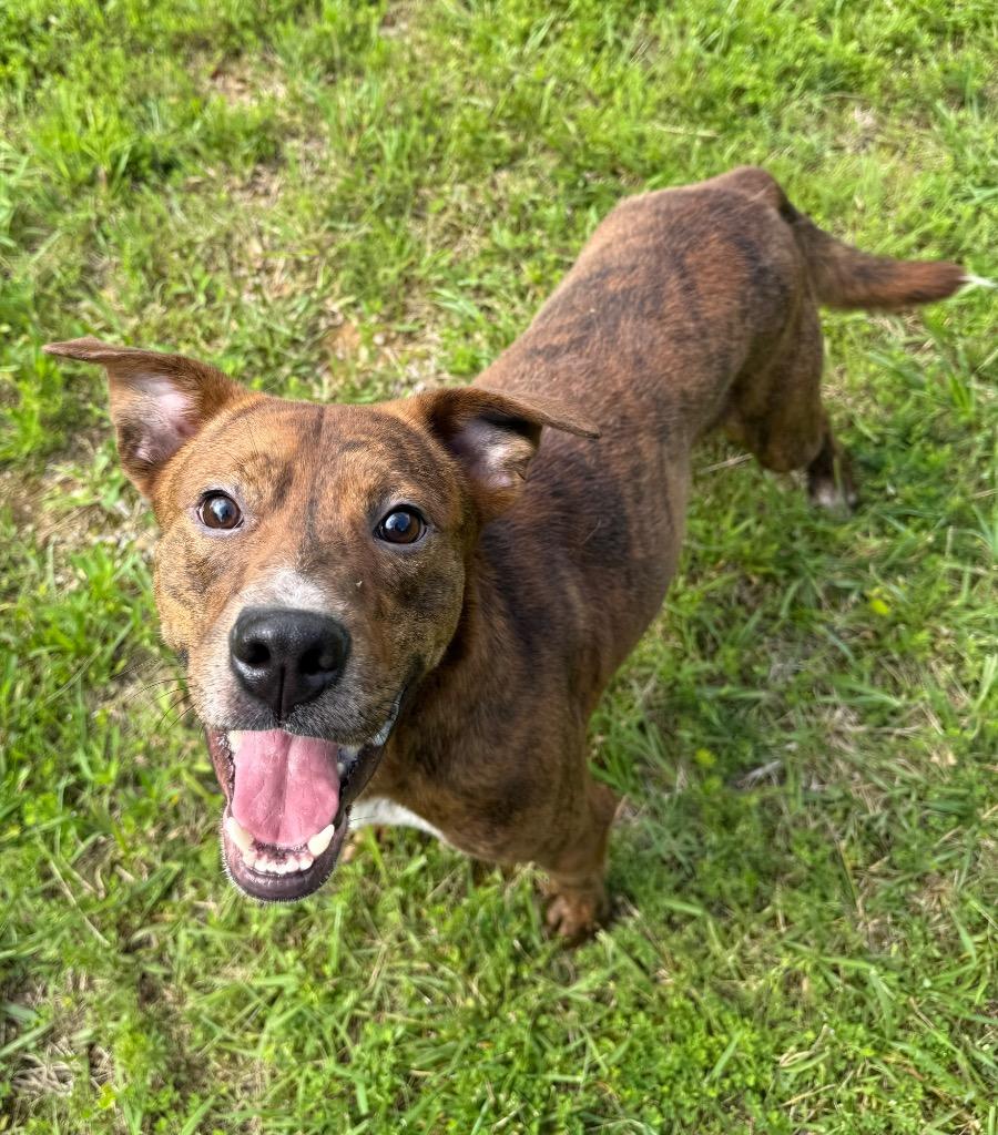 Enlarge Jimbo, a Adoptable mixed breed in Lawrenceburg, TN image 1/6