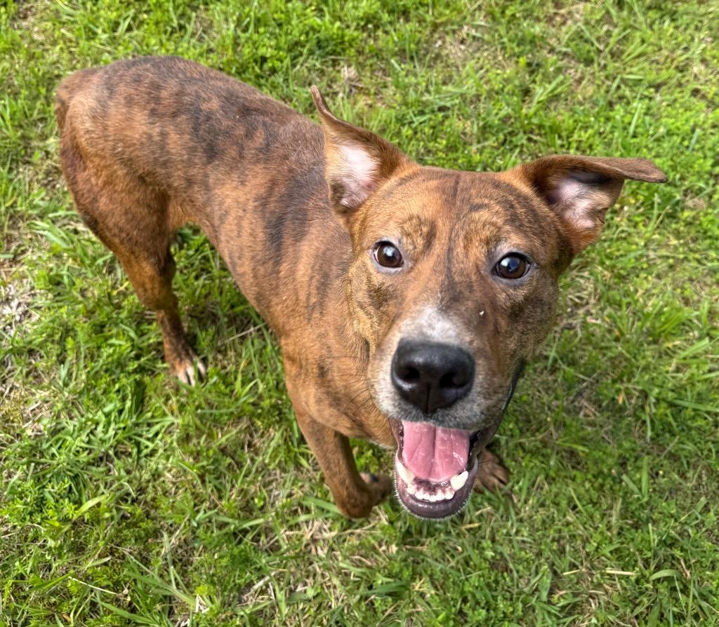 Enlarge Jimbo, a Adoptable mixed breed in Lawrenceburg, TN image 5/6