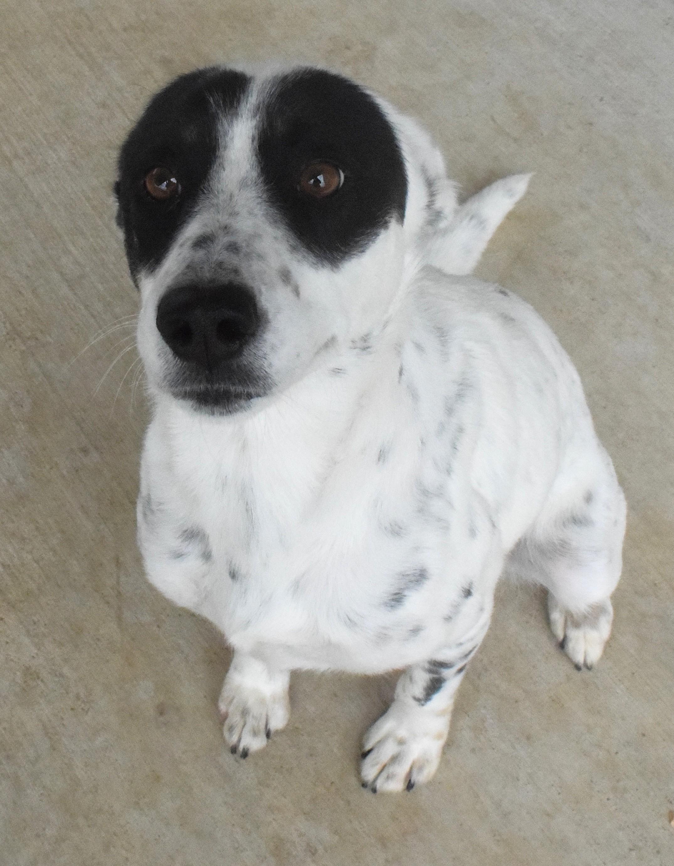 #22068 "Penny", ADOPTABLE, Adult Female Cattle Dog.