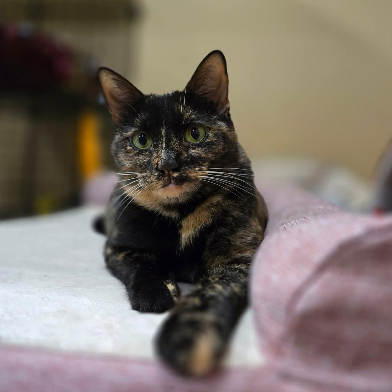 TITANIA - Shakespeare Momma, Adoptable, Adult Female Domestic Short Hair.