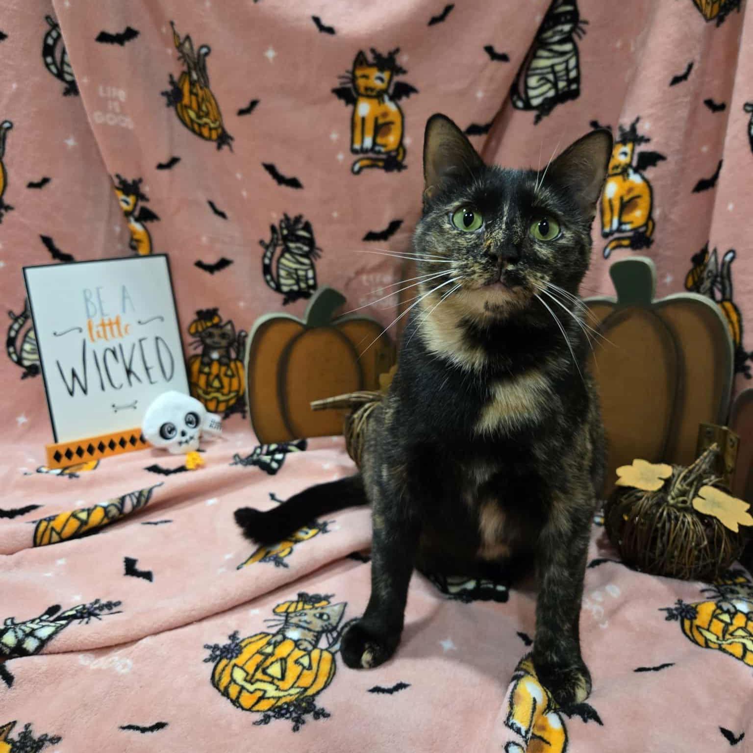 Enlarge TITANIA - Shakespeare Momma, a Adoptable Domestic Short Hair in Akron, OH image 2/3