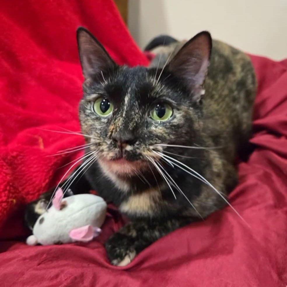 Enlarge TITANIA - Shakespeare Momma, a Adoptable Domestic Short Hair in Akron, OH image 3/3