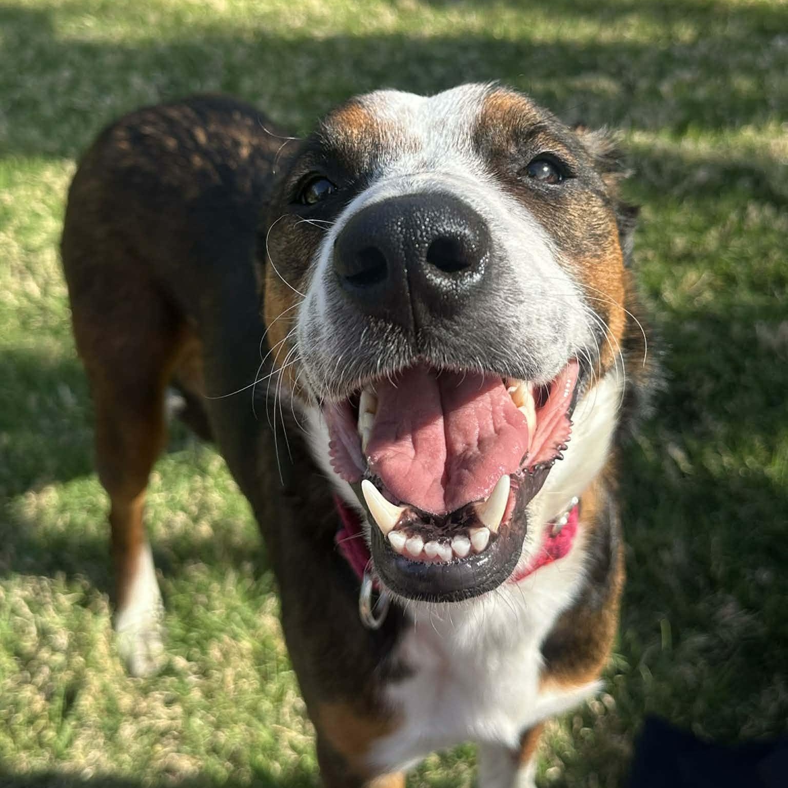 Enlarge Tallulah, a ADOPTABLE mixed breed in Plano, TX image 5/5