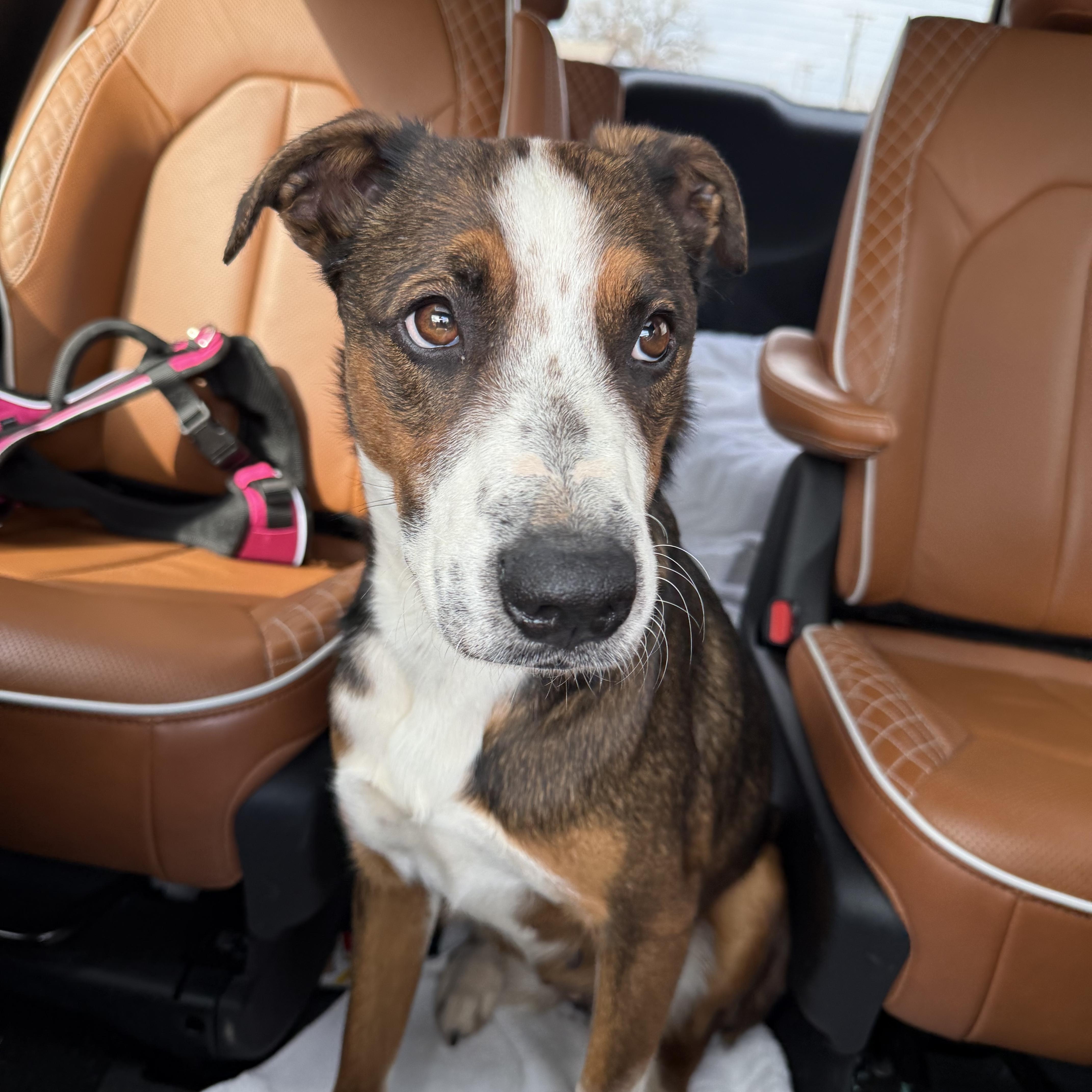 Enlarge Tallulah, a ADOPTABLE mixed breed in Plano, TX image 2/5