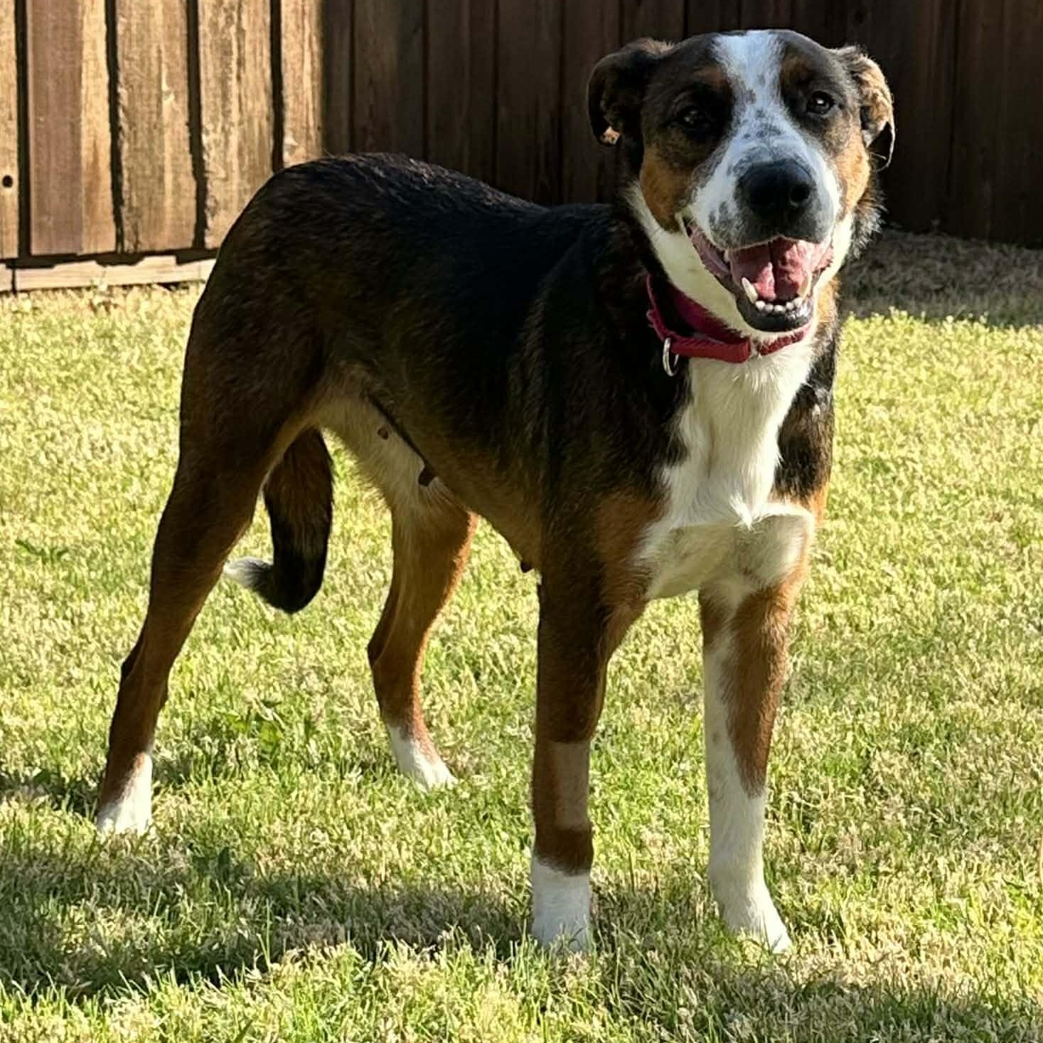 Enlarge Tallulah, a ADOPTABLE mixed breed in Plano, TX image 3/5