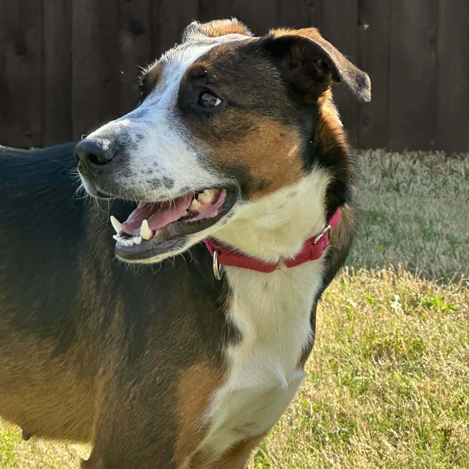 Tallulah, ADOPTABLE, Young Female Catahoula Leopard Dog.