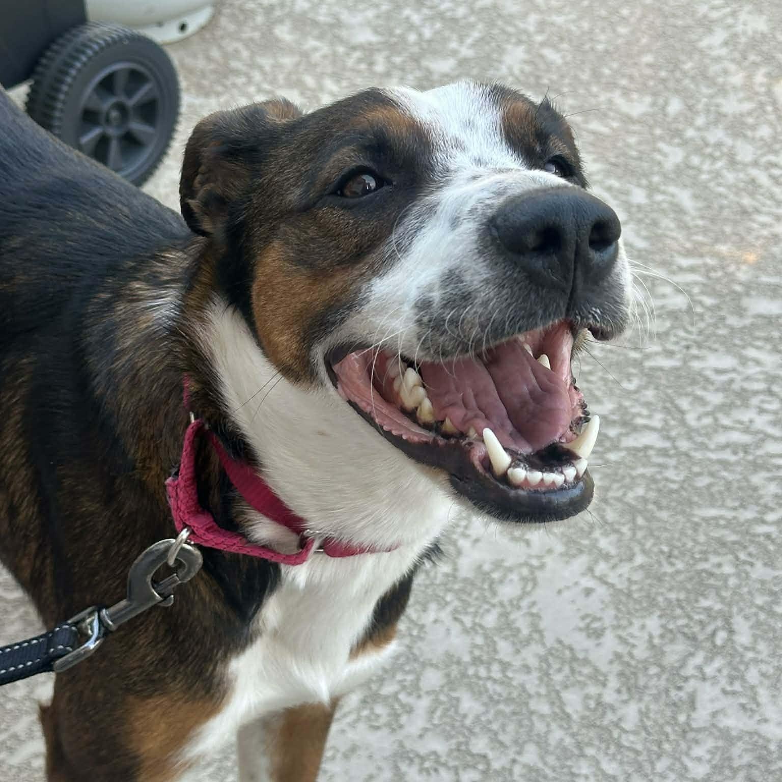 Enlarge Tallulah, a ADOPTABLE mixed breed in Plano, TX image 4/5